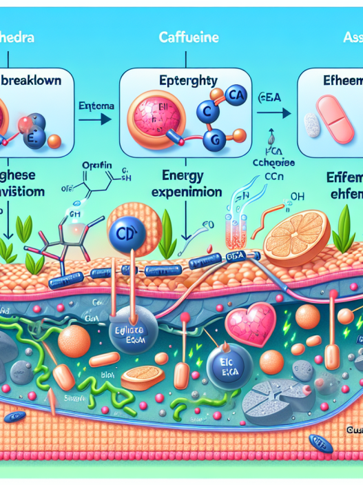Eca's influence on energy metabolism during physical activity