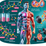 Phenylpropionate testosterone and muscle recovery post-training