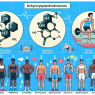 Understanding the side effects of dehydroepiandrosterone in athletes